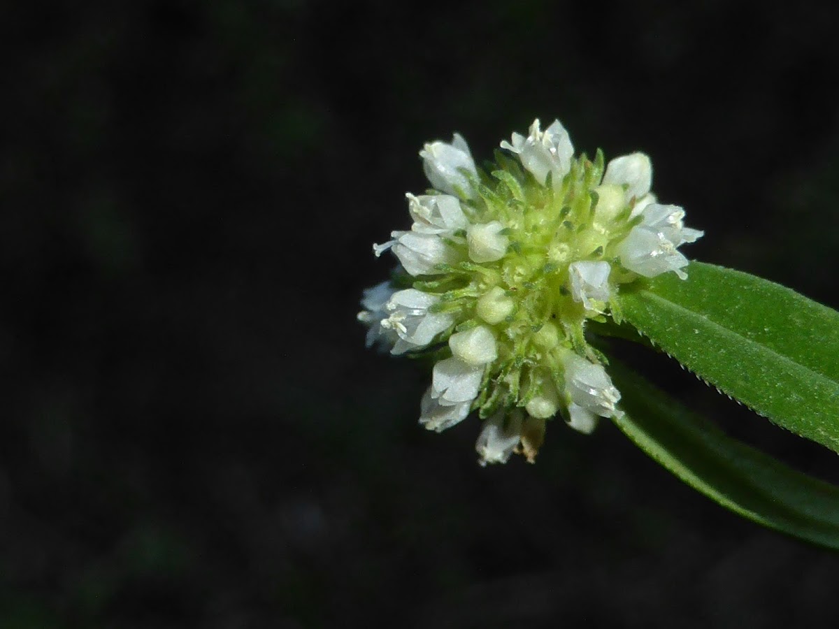 Shrubby False Buttonweed