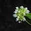 Shrubby False Buttonweed