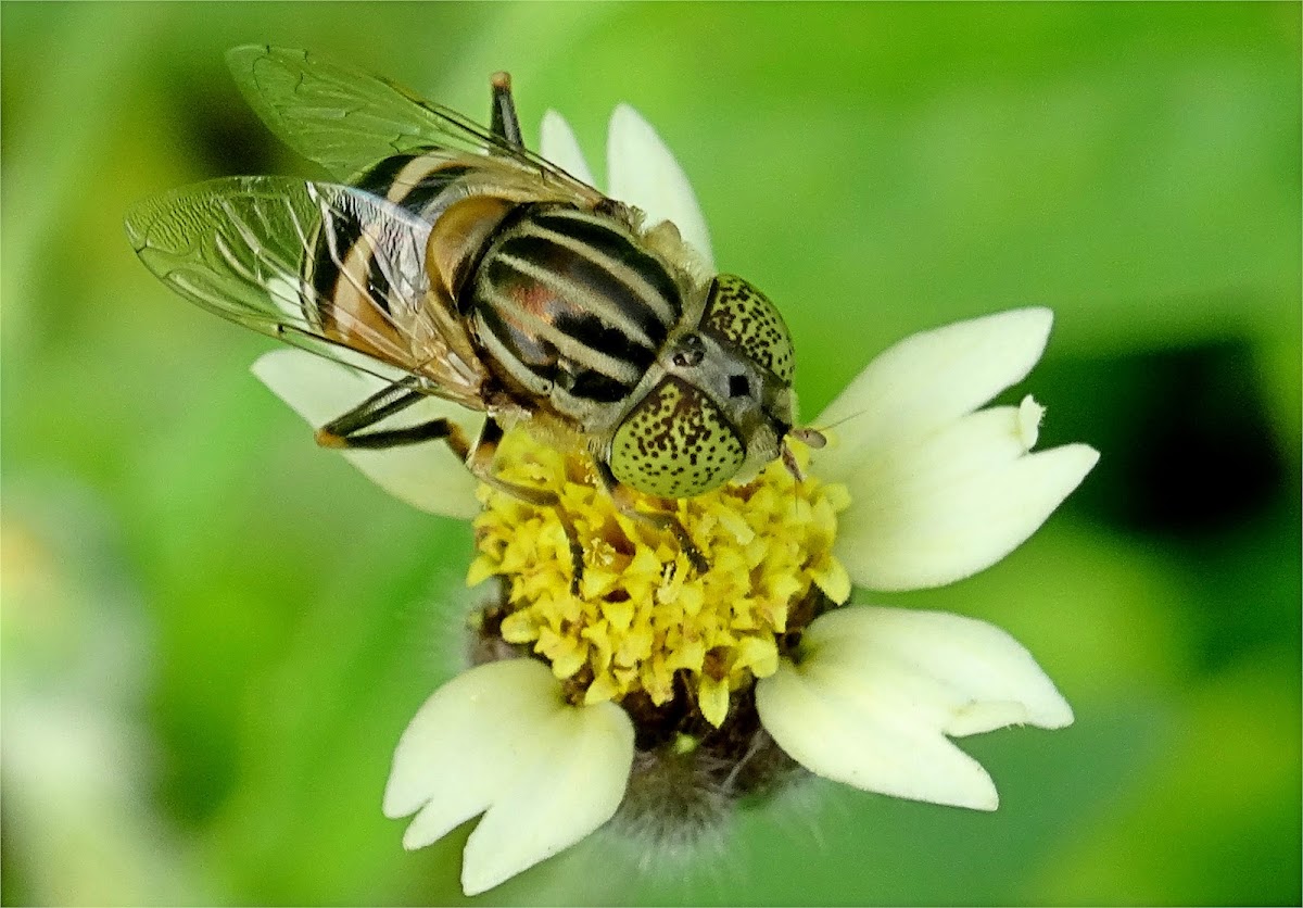 Big-headed Lagoon Fly