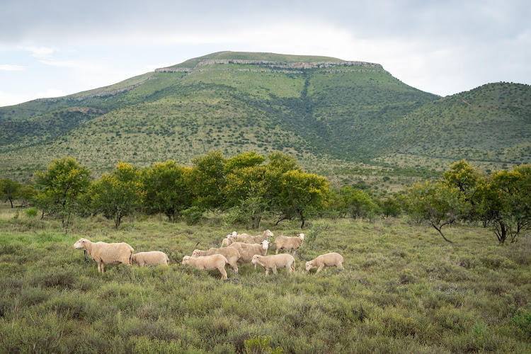 Most of the wool used in H&M’s supply chain is responsibly sourced from SA.