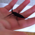 Water scorpion