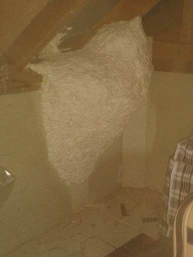 large wasp nest in loftspace
