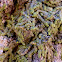 Liverwort