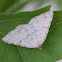 Geometer Moth