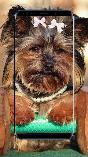 Yorkshire Terrier dogs Wallpaper