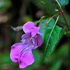 Himalayan Balsam