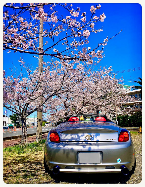 ソアラの農家レストランCafe やさまる・里のMUJI みんなみの里・桜・南房総・休日ドライブに関するカスタム事例の投稿画像5枚目
