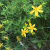 St John's-wort