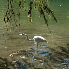 Great egret