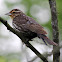 Red-winged Blackbird (Female)