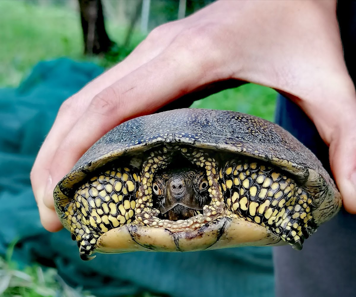 European Pond Turtle