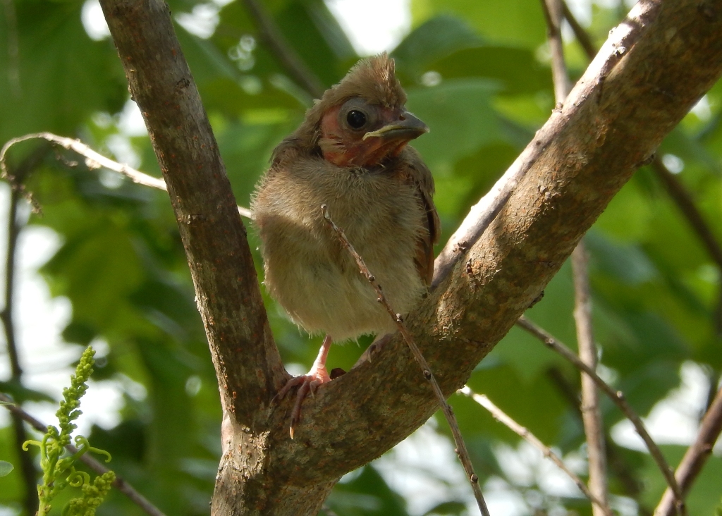 Northern Cardinal (fledgling)