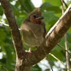 Northern Cardinal (fledgling)