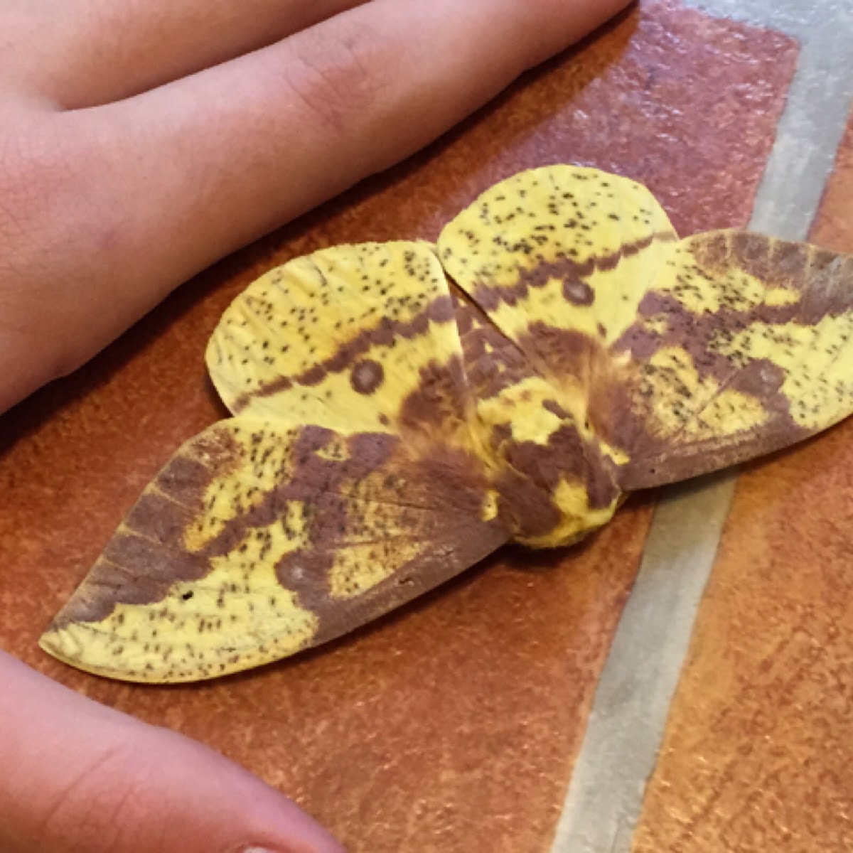 Imperial moth - male