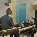 Donkey pulling a cart