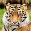 *NEW* Tigers HD Wallpapers New Tab Theme