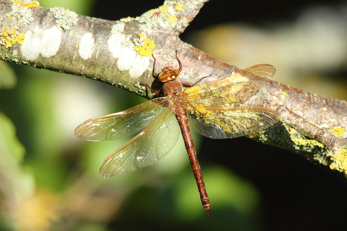 Brown Hawker