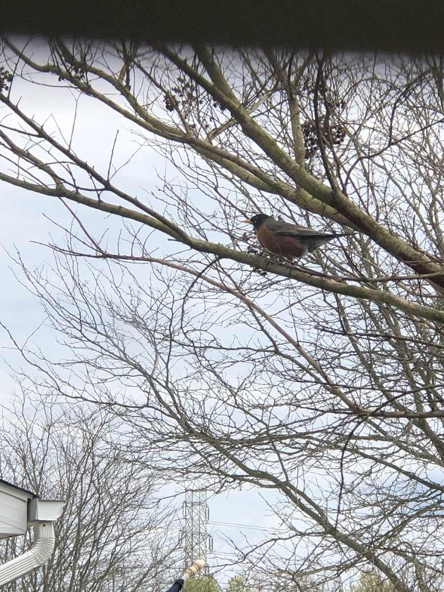 American Robin