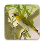 Master Chirping Pleci Apk