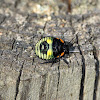 Green Stink Bug Nymph