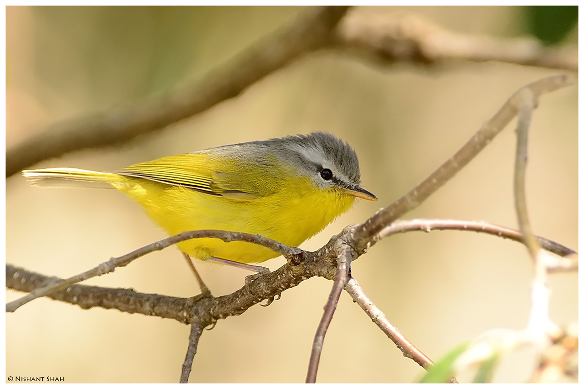 Grey-hooded Warbler