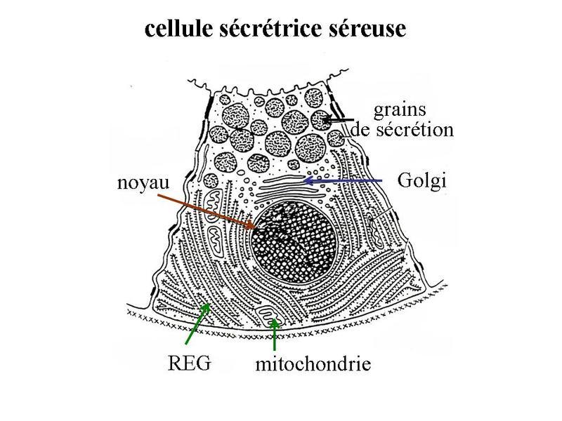 http://histoblog.viabloga.com/images/cell_secretrice_sereuse_t.800.jpg