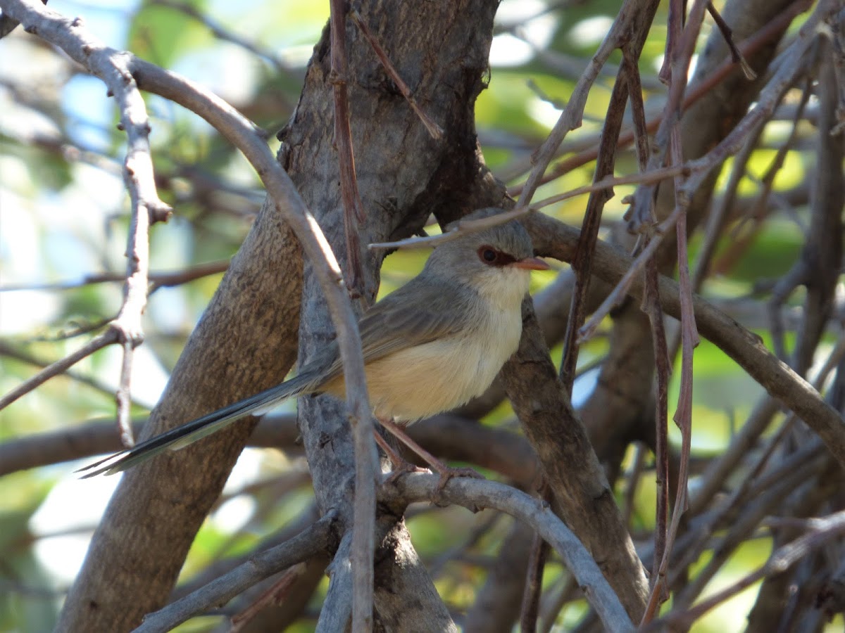 Purple-backed Fairy-wren (female)