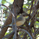 Purple-backed Fairy-wren (female)