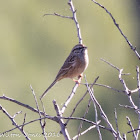 Rock Bunting; Escribano Montesino