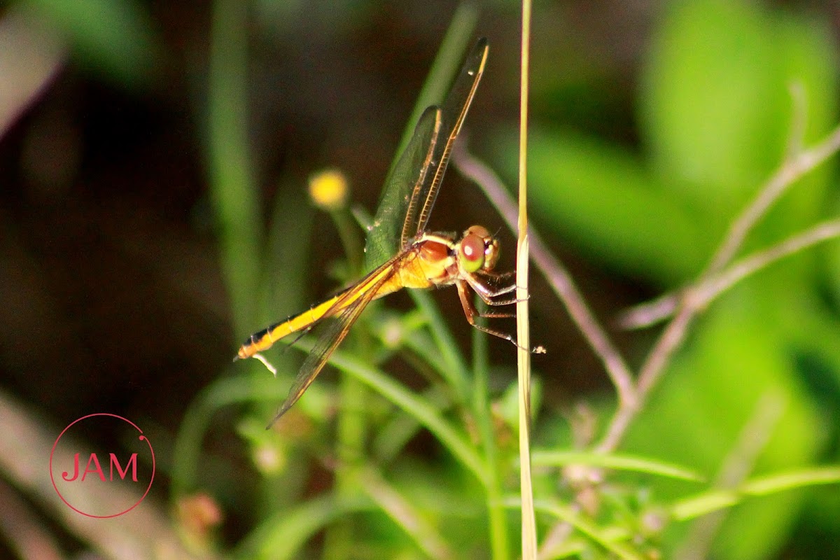 Needham's Skimmer Dragonfly