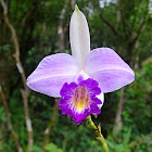 Bamboo orchid