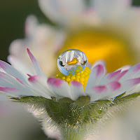 Fiore nel fiore di 