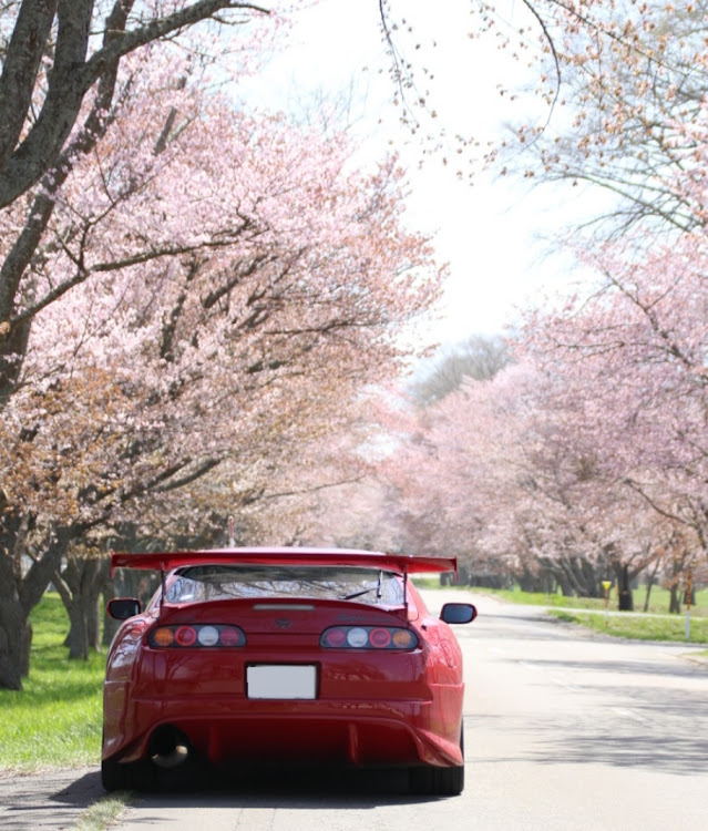 スープラのサクラと愛車・優駿さくらロード・まだまだGW中🤣・札幌・ソロでツーリングに関するカスタム事例の投稿画像1枚目