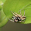 Jumping Spider