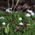 Milky bonnet