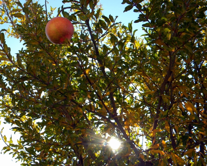 Foglie e frutto dell'autunno di Maggiolina