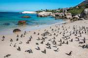 African Penguins at Boulders Beach located in Simon's Town. Stock photo.