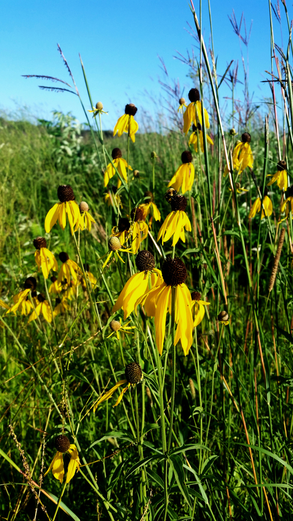 Yellow Coneflower