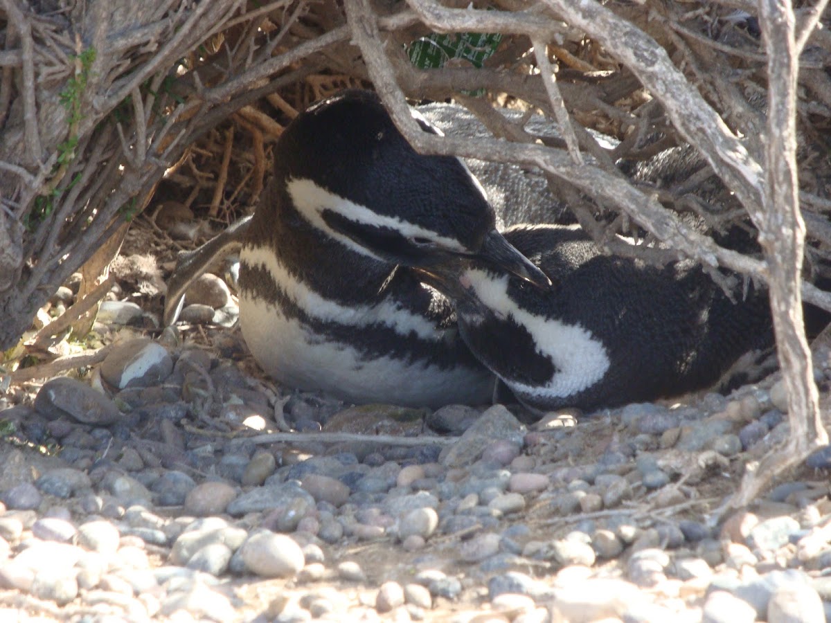 Pingüino de Magallanes