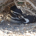 Pingüino de Magallanes