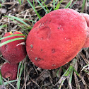 Red mushroom