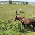 Chincoteague Pony