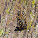 House Centipede with Prey