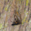 House Centipede with Prey