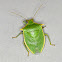 Shield bug