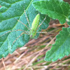 Green Lynx Spider