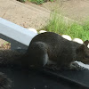 Eastern Gray Squirrel