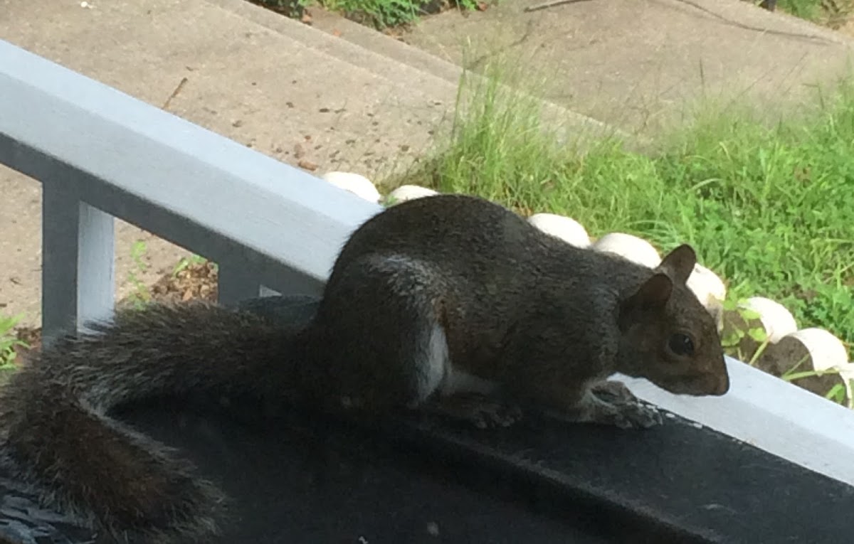 Eastern Gray Squirrel