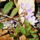 Carolina Spring Beauty