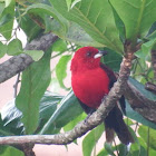 Brazilian Tanager